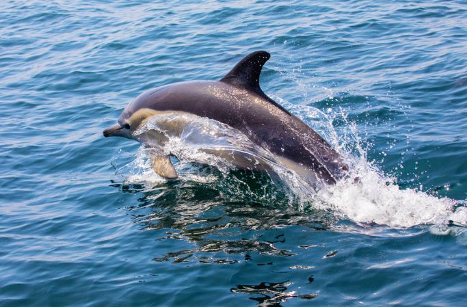 The dog was drowning in the middle of the sea but was luckily rescued by a dolphin and brought safely to shore 4