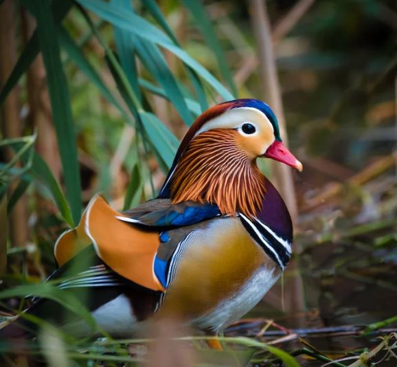 The Mandarin Duck - the most beautiful duck in the world and a symbol of faithful love 1