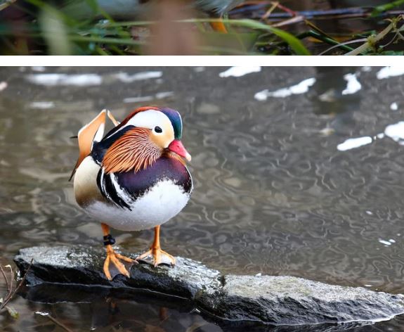 The Mandarin Duck - the most beautiful duck in the world and a symbol of faithful love 2