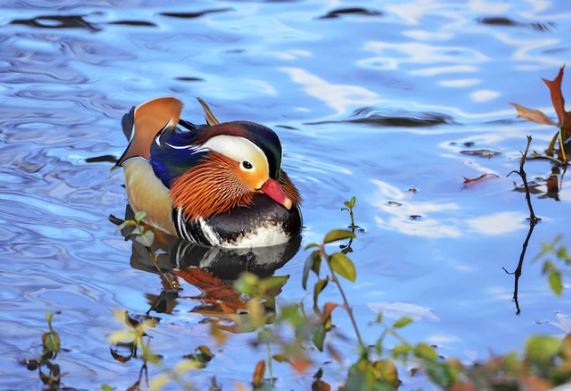 The Mandarin Duck - the most beautiful duck in the world and a symbol of faithful love 3