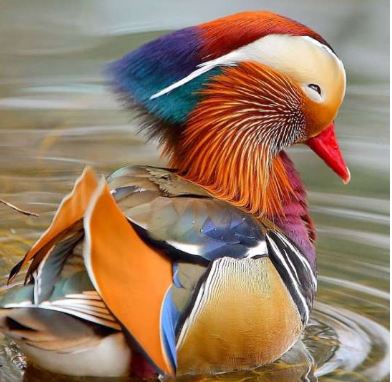 The Mandarin Duck - the most beautiful duck in the world and a symbol of faithful love 4
