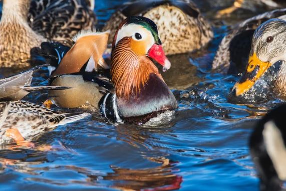 The Mandarin Duck - the most beautiful duck in the world and a symbol of faithful love 5