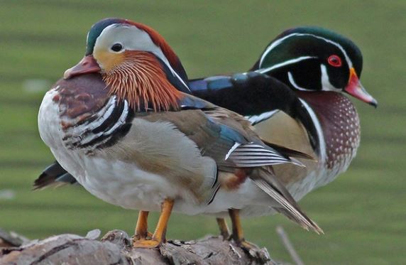 The Mandarin Duck - the most beautiful duck in the world and a symbol of faithful love 6
