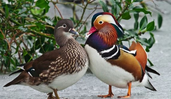The Mandarin Duck - the most beautiful duck in the world and a symbol of faithful love 8