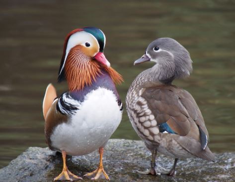 The Mandarin Duck - the most beautiful duck in the world and a symbol of faithful love 9
