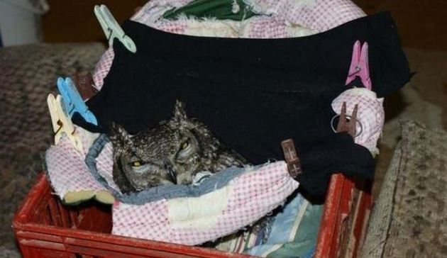 Owls repay their owners with 'booty' after 4 years of being saved 1