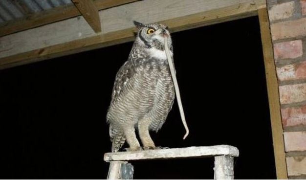 Owls repay their owners with 'booty' after 4 years of being saved 2