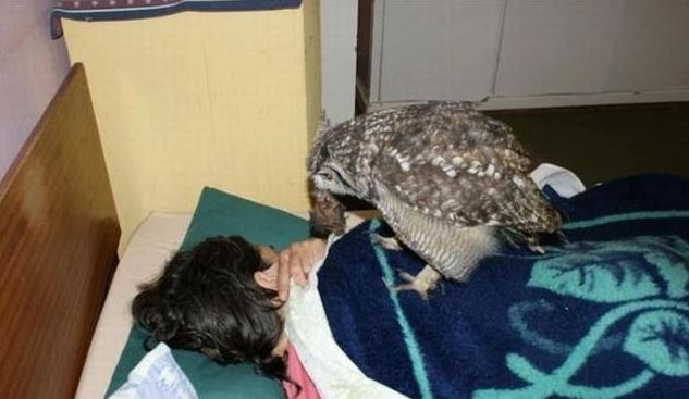 Owls repay their owners with 'booty' after 4 years of being saved 3