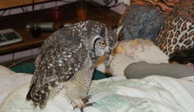 Owls repay their owners with 'booty' after 4 years of being saved 4