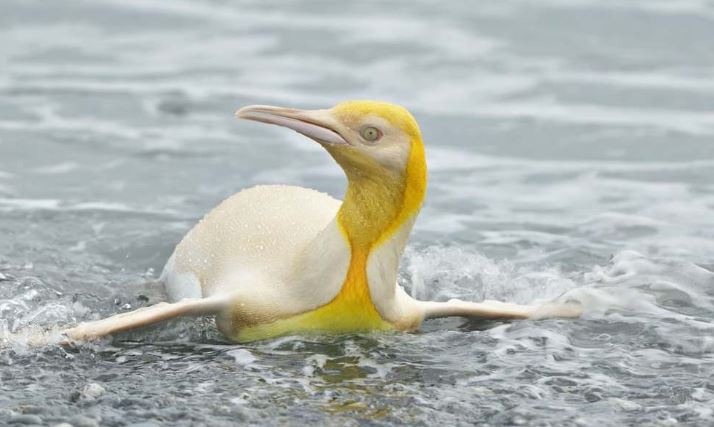 Photographer captures a unique yellow penguin 2