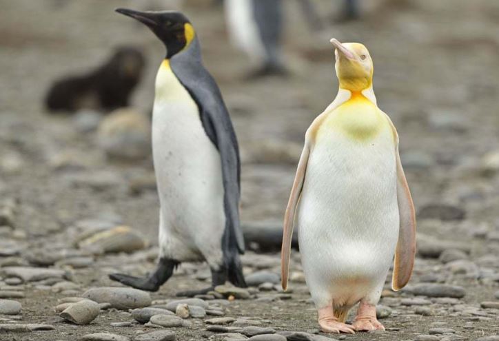 Photographer captures a unique yellow penguin 3