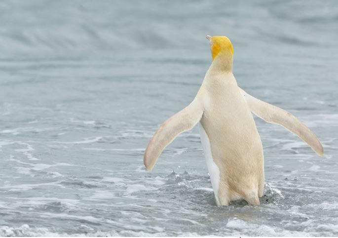 Photographer captures a unique yellow penguin 4