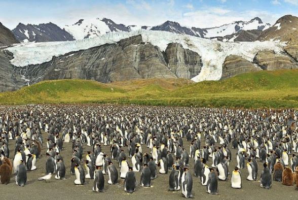 Photographer captures a unique yellow penguin 5