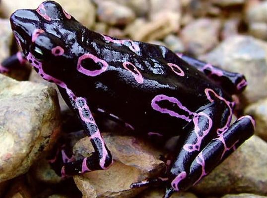 Frog Atelopus. Photo: Internet