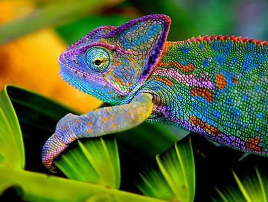 The animals that embody the colors of the rainbow 7