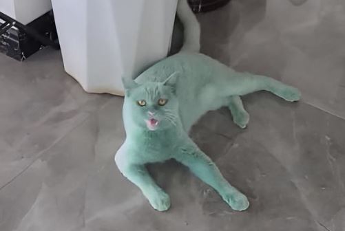 The cat playfully spilled the paint bucket in the corner, covered in green paint like the superhero hulk 4