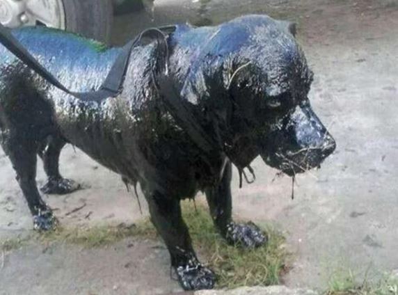 The poor dog froze as his entire body was covered in asphalt 1