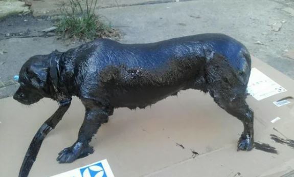 The poor dog froze as his entire body was covered in asphalt 2