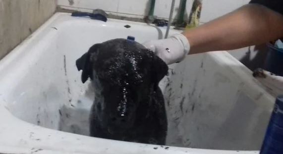 The poor dog froze as his entire body was covered in asphalt 3