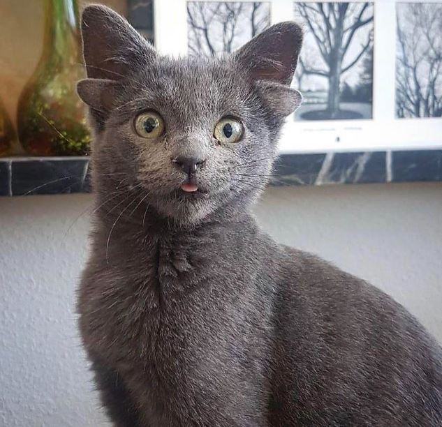 Extremely rare 4-eared cat looks like a sci-fi alien pet 1