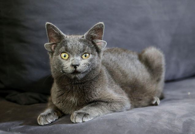 Extremely rare 4-eared cat looks like a sci-fi alien pet 3