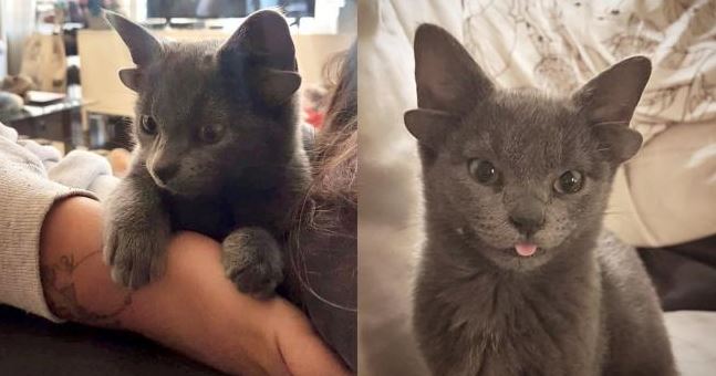 Extremely rare 4-eared cat looks like a sci-fi alien pet 4