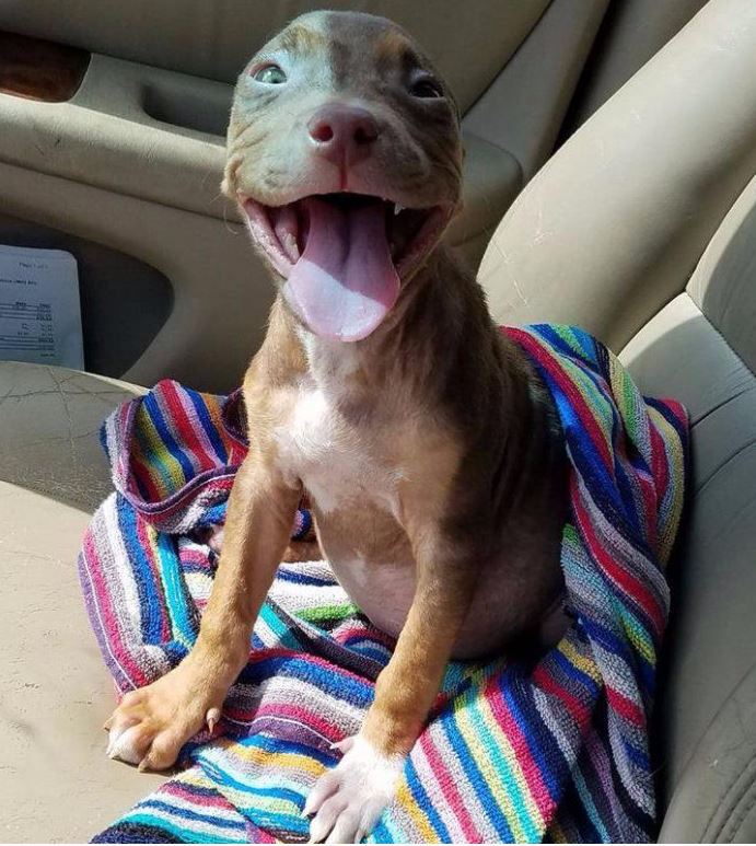 Rescue puppy can’t hide her joy as she finally leaves the shelter! 1