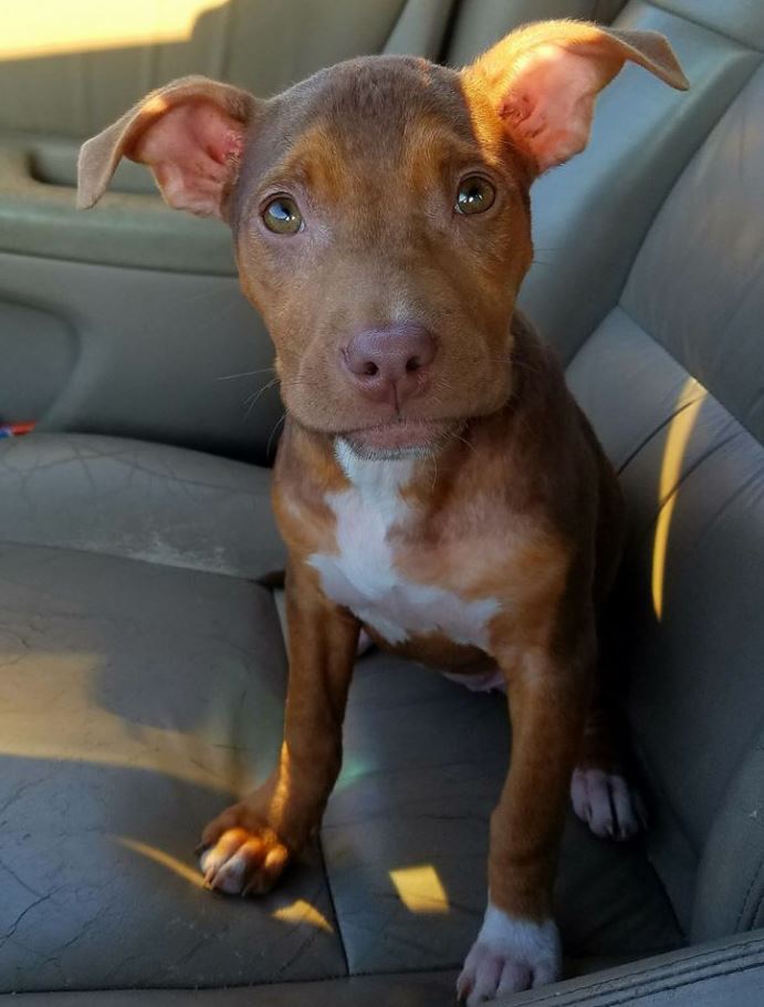 Rescue puppy can’t hide her joy as she finally leaves the shelter! 2