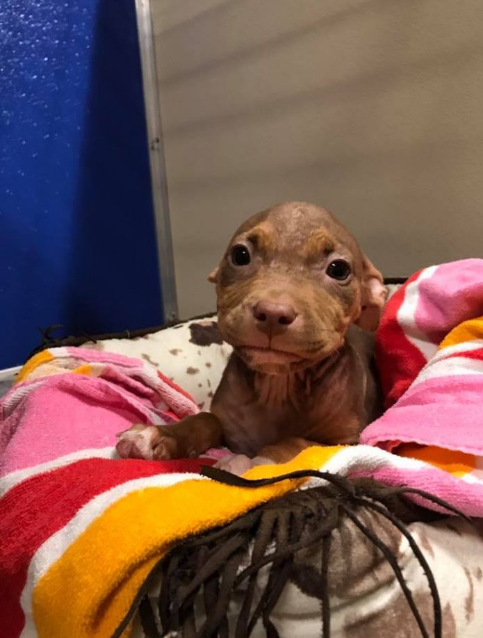 Rescue puppy can’t hide her joy as she finally leaves the shelter! 3