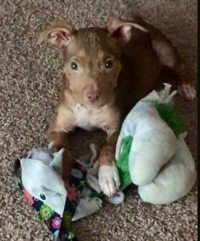 Rescue puppy can’t hide her joy as she finally leaves the shelter! 5