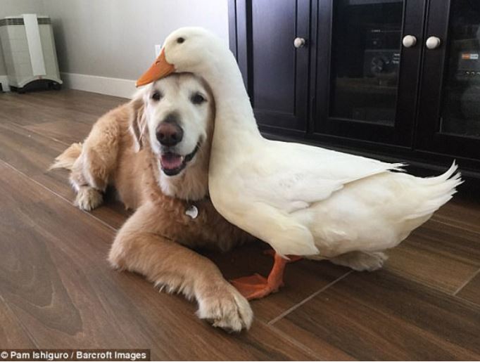 Strange friendship: Dogs and ducks cuddle together without parting ways 1