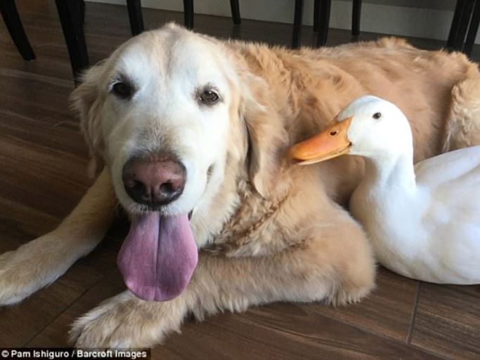 Strange friendship: Dogs and ducks cuddle together without parting ways 2