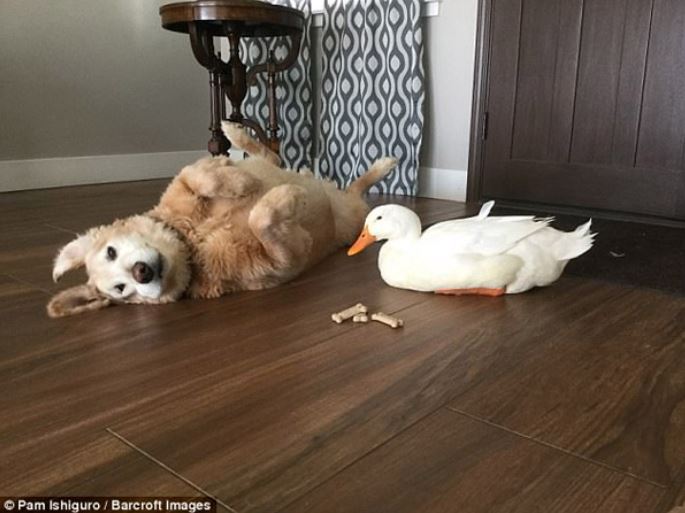 Strange friendship: Dogs and ducks cuddle together without parting ways 3