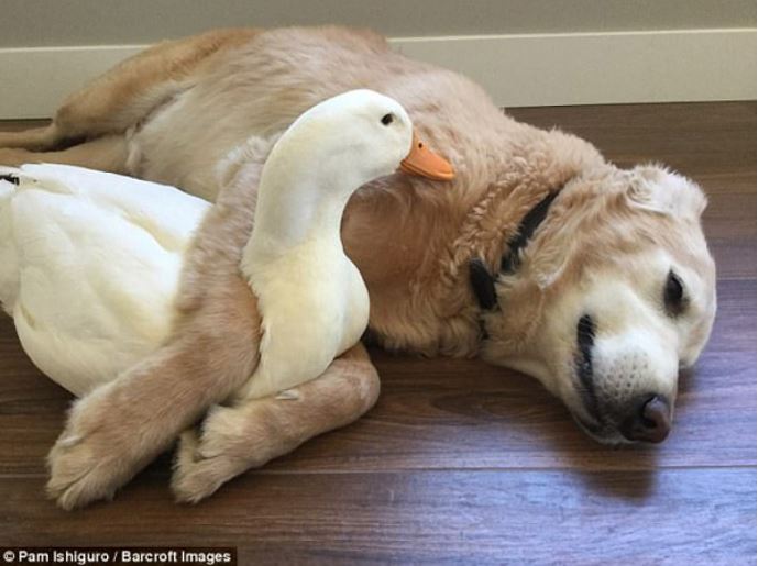 Strange friendship: Dogs and ducks cuddle together without parting ways 4