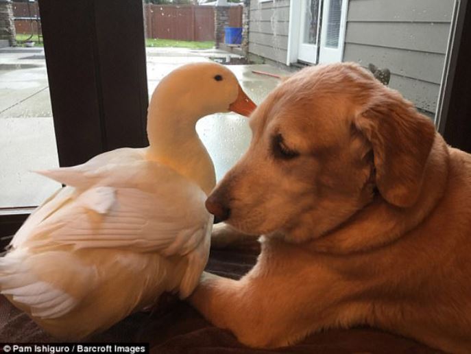 Strange friendship: Dogs and ducks cuddle together without parting ways 5