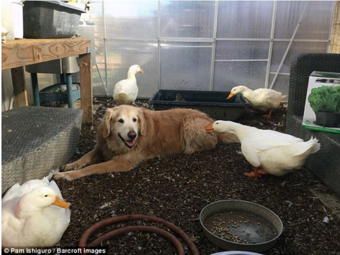 Strange friendship: Dogs and ducks cuddle together without parting ways 6