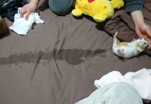 The confused guinea pig urinated on the owner's bed, and netizens joked: 'He has a water gun?' 1