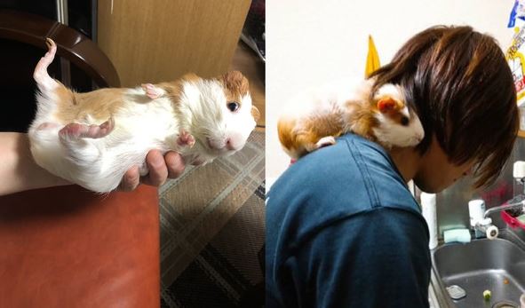 The confused guinea pig urinated on the owner's bed, and netizens joked: 'He has a water gun?' 2