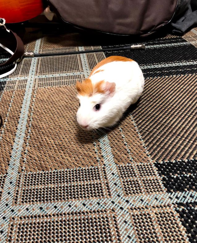The confused guinea pig urinated on the owner's bed, and netizens joked: 'He has a water gun?' 3