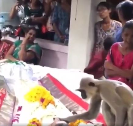 The grieving monkey hugged the man who had given it food at the funeral 1