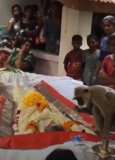 The grieving monkey hugged the man who had given it food at the funeral 2