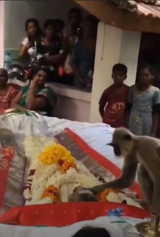 The grieving monkey hugged the man who had given it food at the funeral 4