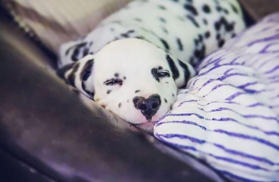 Willie is a famous dalmatian spotted dog with a heart-shaped nose. Image: Instagram