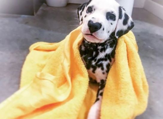 Willie is a famous dalmatian spotted dog with a heart-shaped nose. Image: Instagram