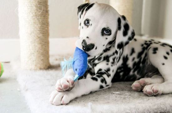 This dog became famous on Instagram thanks to its unique heart-shaped nose 4