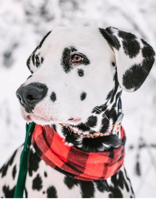 This dog became famous on Instagram thanks to its unique heart-shaped nose 5