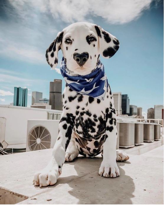 This dog became famous on Instagram thanks to its unique heart-shaped nose 6