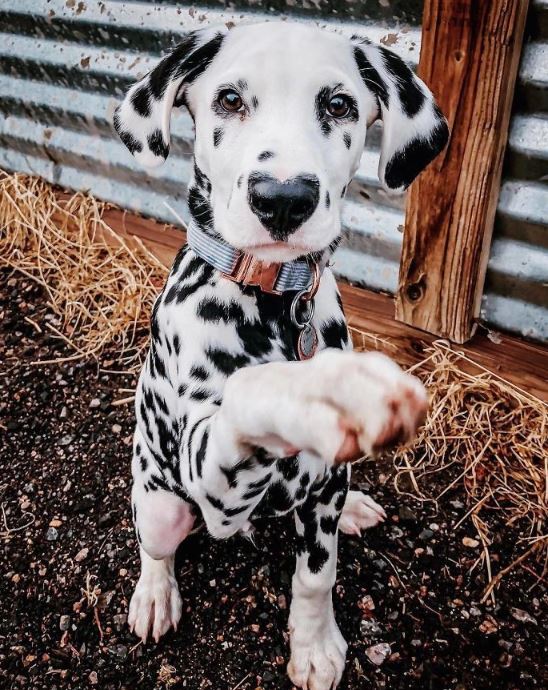 But in any case, Willie is very stubborn. This may be due to the personality of the Dalmatians Image: Instagram