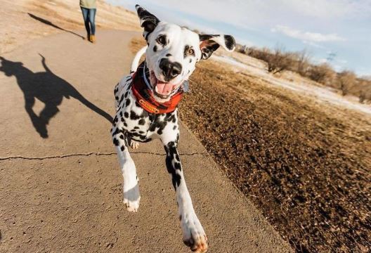 This dog became famous on Instagram thanks to its unique heart-shaped nose 8