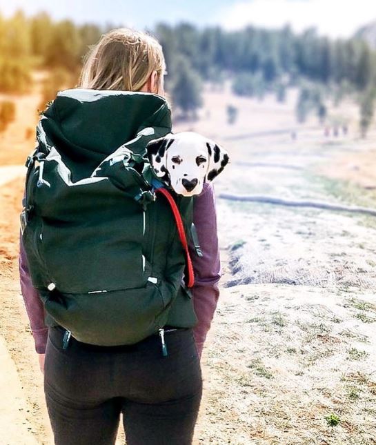 The dog is very attached to Lexi, which makes her love him even more. Imag: Instagram